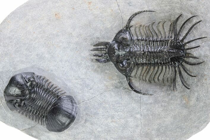 Spiny Quadrops Trilobite With Paralejurus - Ofaten, Morocco #243639